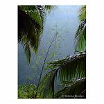 A young bamboo tree grows up amongst the palm trees, into a misty day. Bohol, the Philippines.